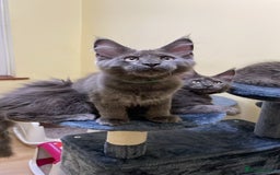 Maine Coon cats for sale: 6 adorable Maine Coon kittens for sale - Image 15