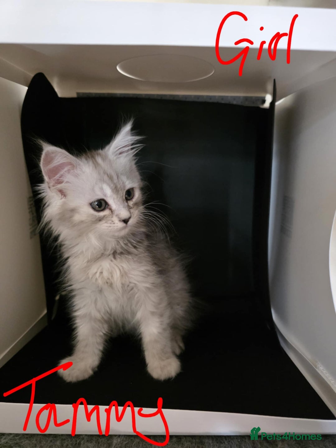 Ragcoon cats for sale: Mainecoon x Ragdoll kittens - Image 4