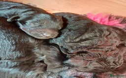 Cockapoo dogs for sale: ✨ F2 Cockapoo Puppies – Ready mid Nov ✨ - Image 4
