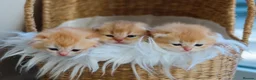 British Shorthair cats for sale: Golden British Shorthair Kittens - Reg & Licensed - Advert 11