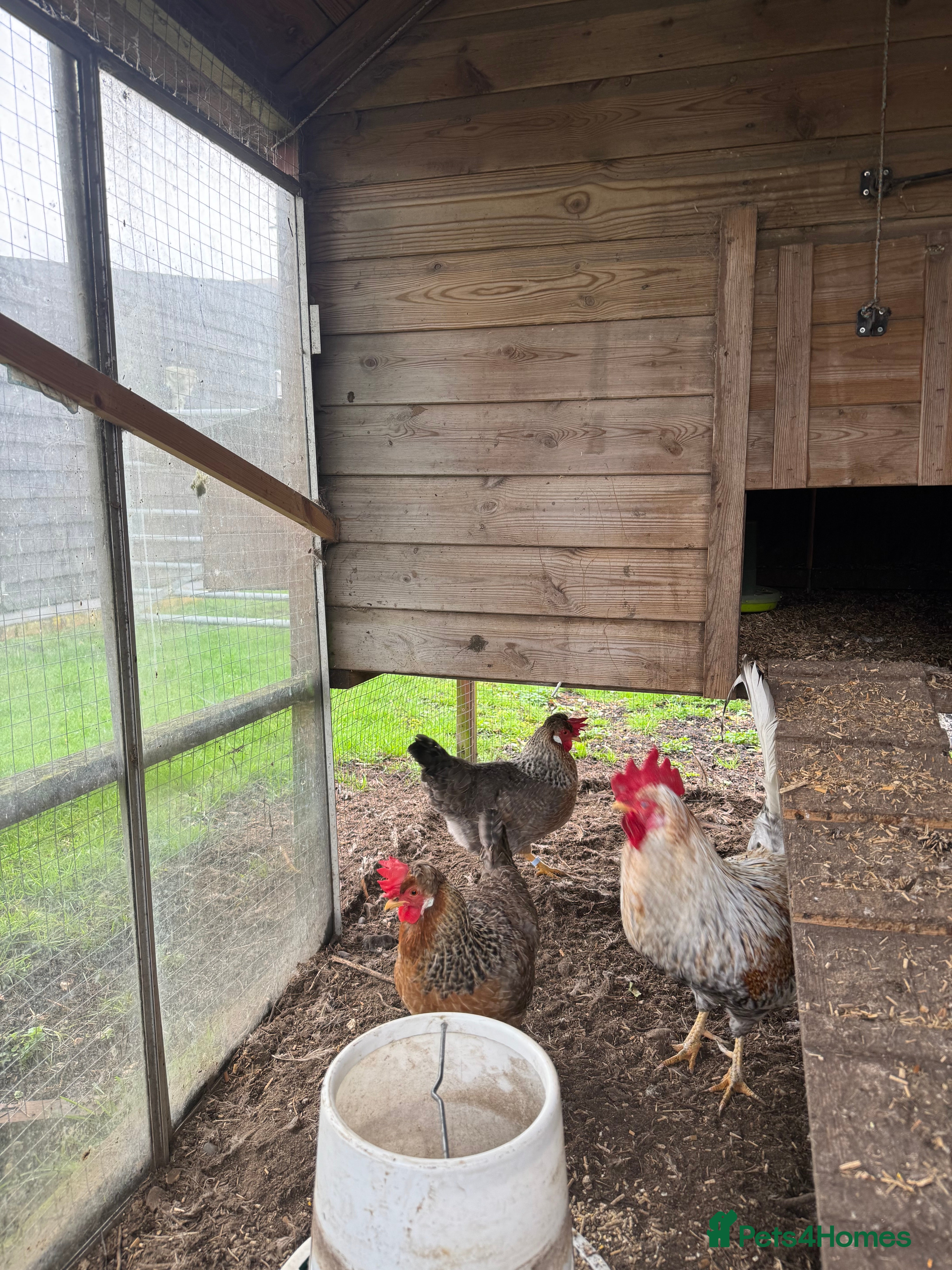 Chickens poultry Legbar - Advert 1