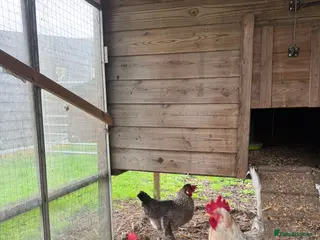 Chickens poultry Legbar - Advert 1