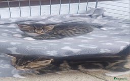 Mixed Breed cats for sale: Gorgeous Bengal x babies **READY NOW** - Image 31