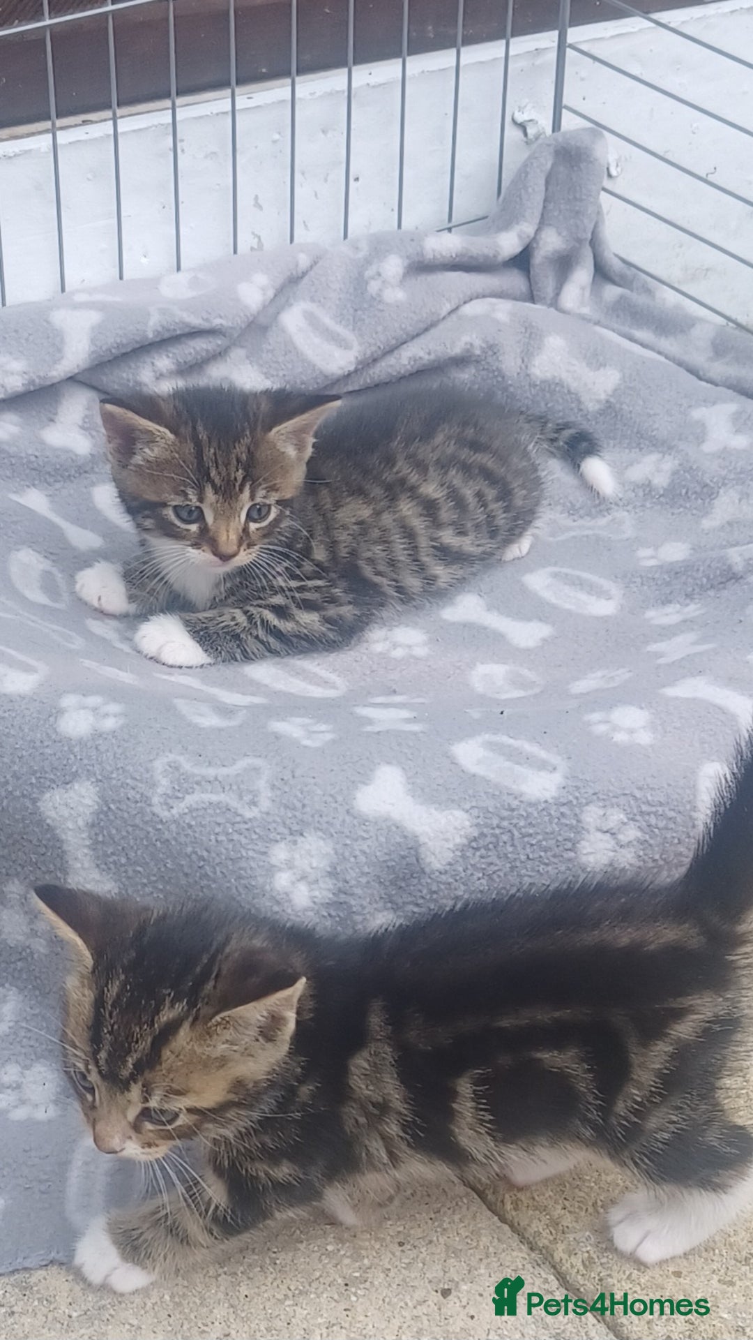 Mixed Breed cats for sale: Gorgeous Bengal x babies **READY NOW** - Image 31