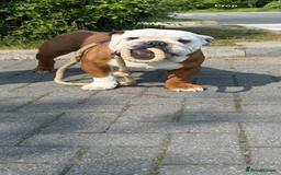 English Bulldog dogs for sale: Quality Ruakuri British standard bulldog - Image 13