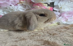 Mini Lop rabbits for sale: 💖💙Friendly & adorable Pure bred mini lop babies  - Image 7