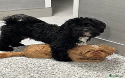 Shihpoo dogs for sale: Shihpoo  - Image 4