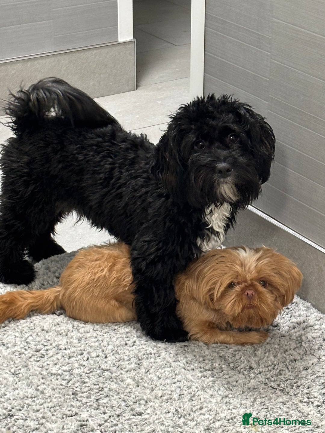 Shihpoo dogs for sale: Shihpoo  - Image 4