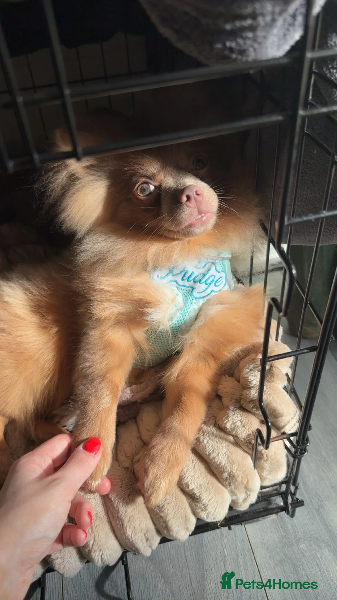 Pomeranian dogs for sale: Green eyed Pomeranian male  in Bonnyrigg - Advert 4