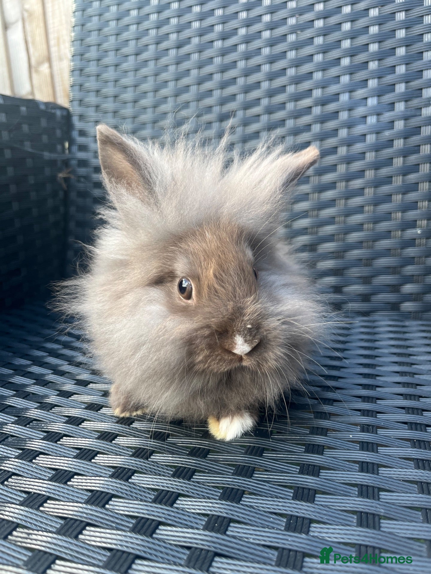 Mini Lion Lop rabbits Ready to go lionhead lops - Advert 4