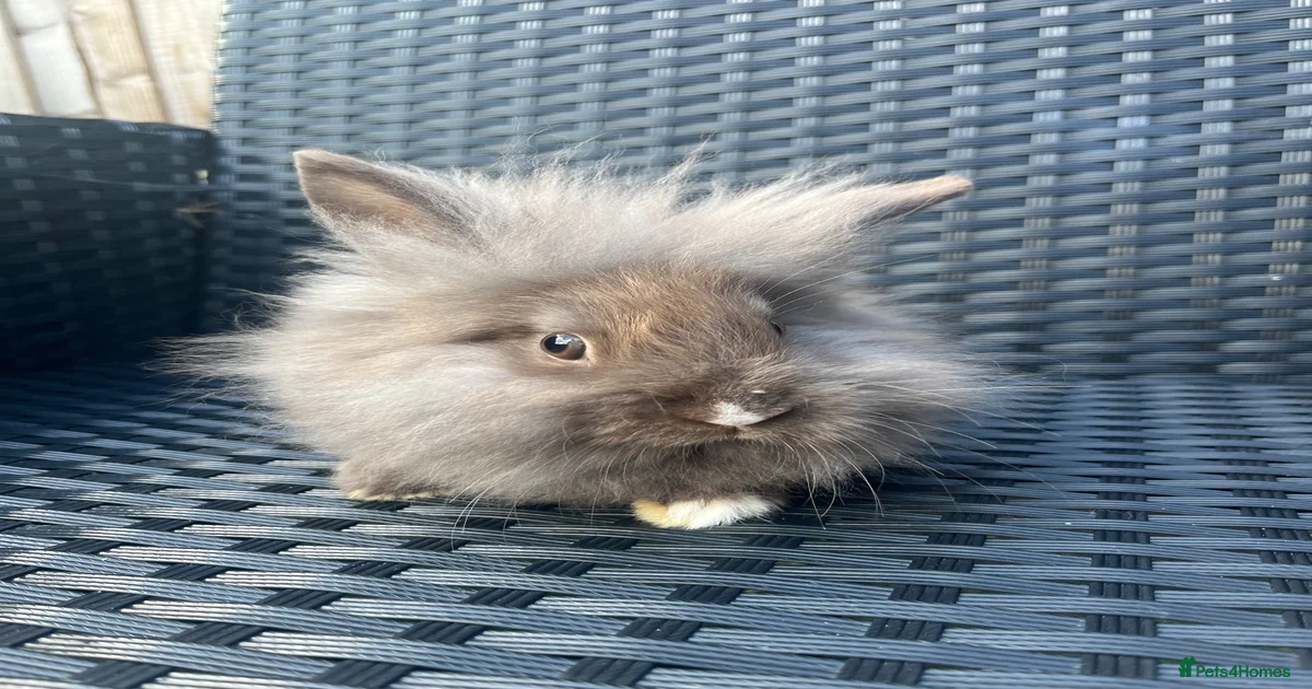 Lop Rabbits for Sale for sale | Pets4Homes