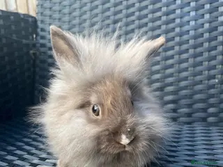 Mini Lion Lop rabbits Ready to go lionhead lops - Advert 4