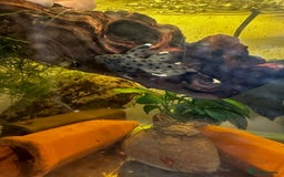 Plecos fish for sale: L Number Pleco Group for sale. - Image 3