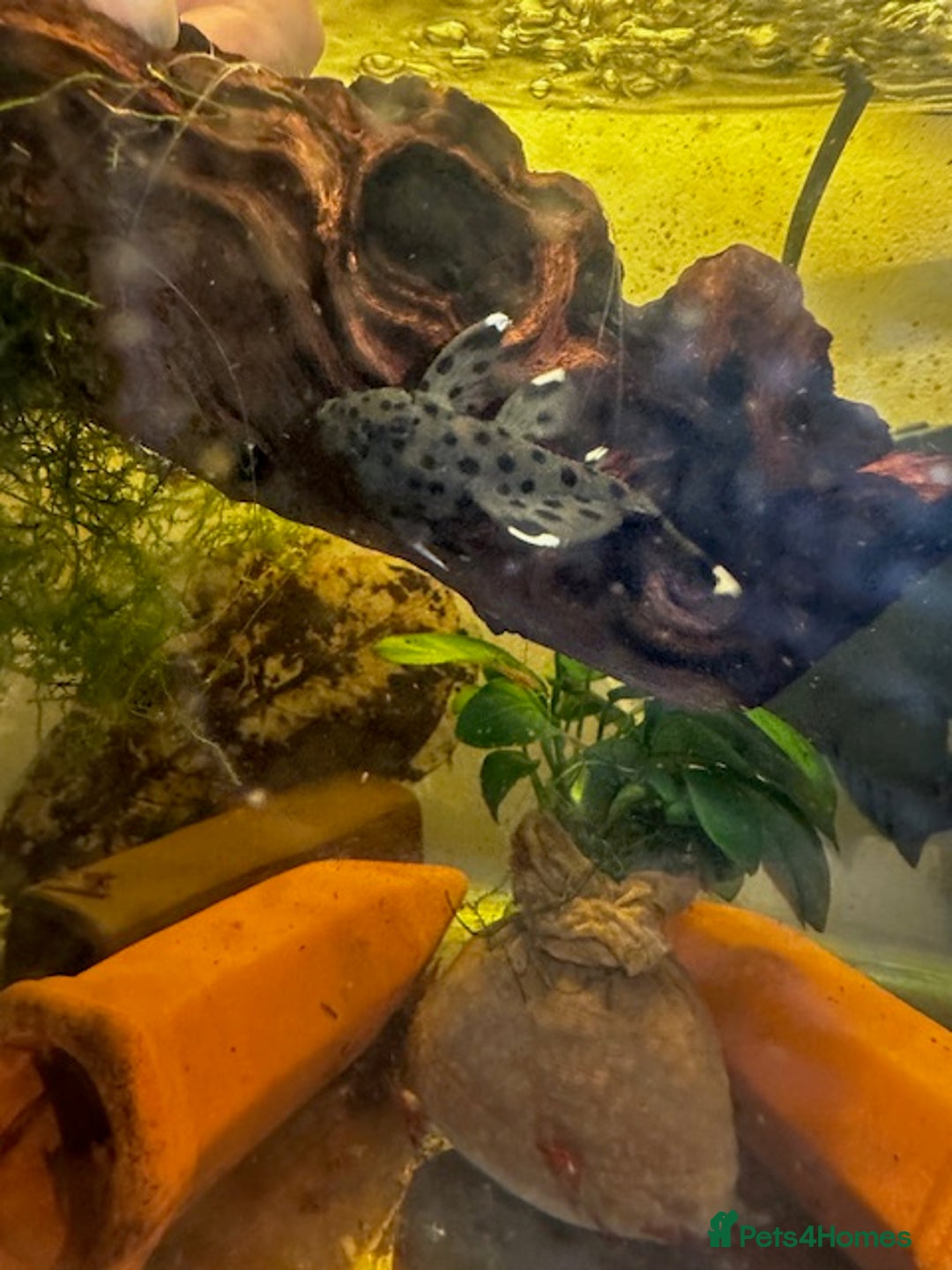 Plecos fish for sale: L Number Pleco Group for sale. - Image 3