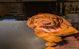 Hungarian Vizsla dogs for sale: Hungarian wirehaired vizsla puppy - Advert 5