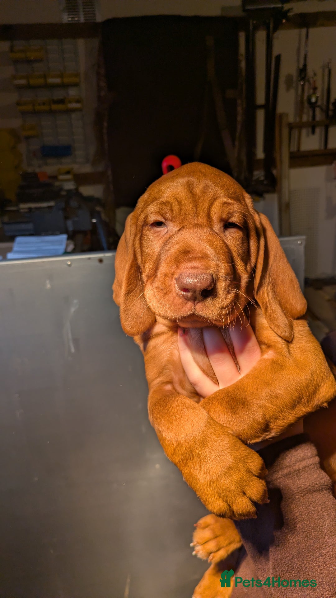 Hungarian Vizsla dogs for sale: Hungarian wirehaired vizsla puppy - Advert 5