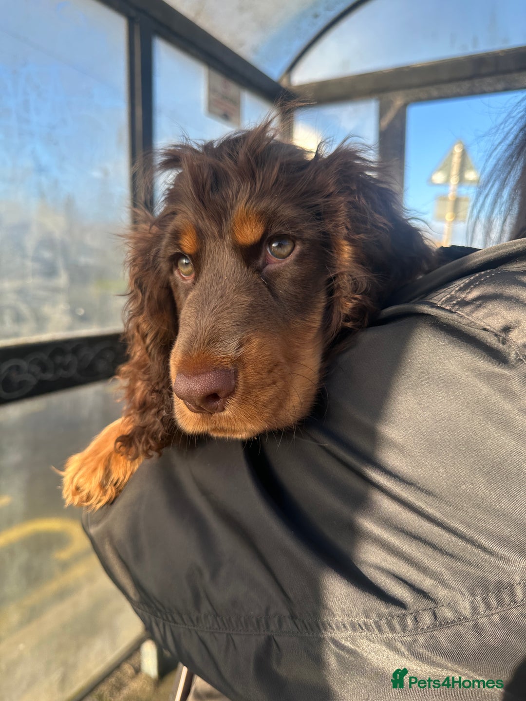 Cocker Spaniel dogs for sale: Beautiful cocker spaniel boy - Show x Working Type - Advert 1