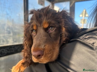 Cocker Spaniel dogs Beautiful cocker spaniel boy - Show x Working Type - Advert 13