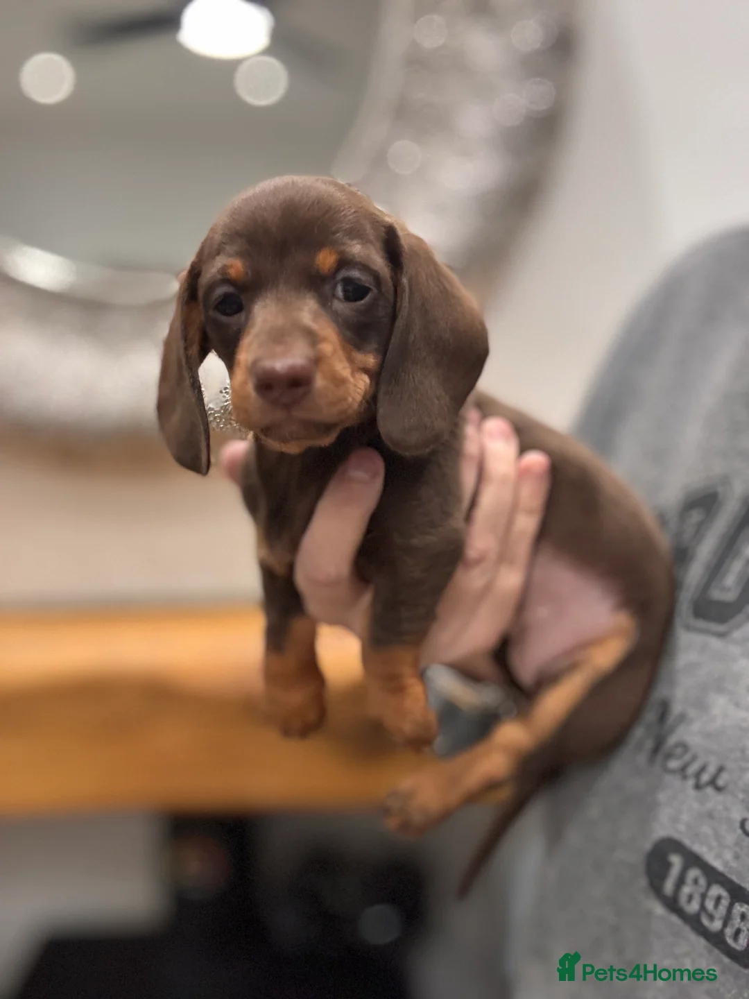 Miniature Dachshund dogs for sale: Miniature dachshund  - Advert 20