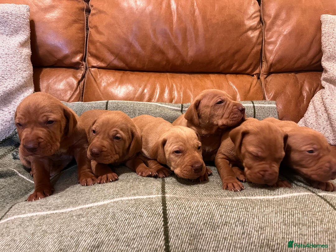 Hungarian Vizsla dogs for sale: Stunning Vizsla Puppies  - Advert 4