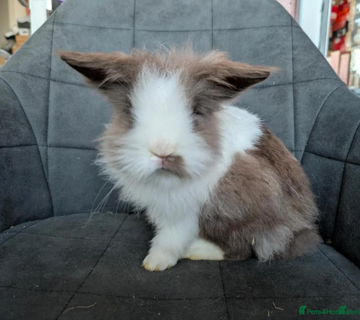 Lionhead rabbits Double-maned BE Lionhead Rabbits for Sale - Advert 2