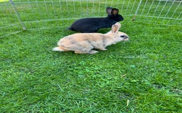 Mixed Breed rabbits for sale: Ready 3 beautiful lion head/English spot bunny’s  - Image 4