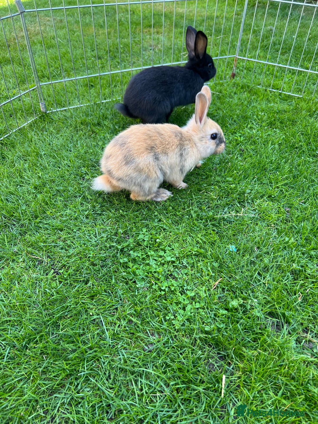 Mixed Breed rabbits for sale: Ready 3 beautiful lion head/English spot bunny’s  - Image 4