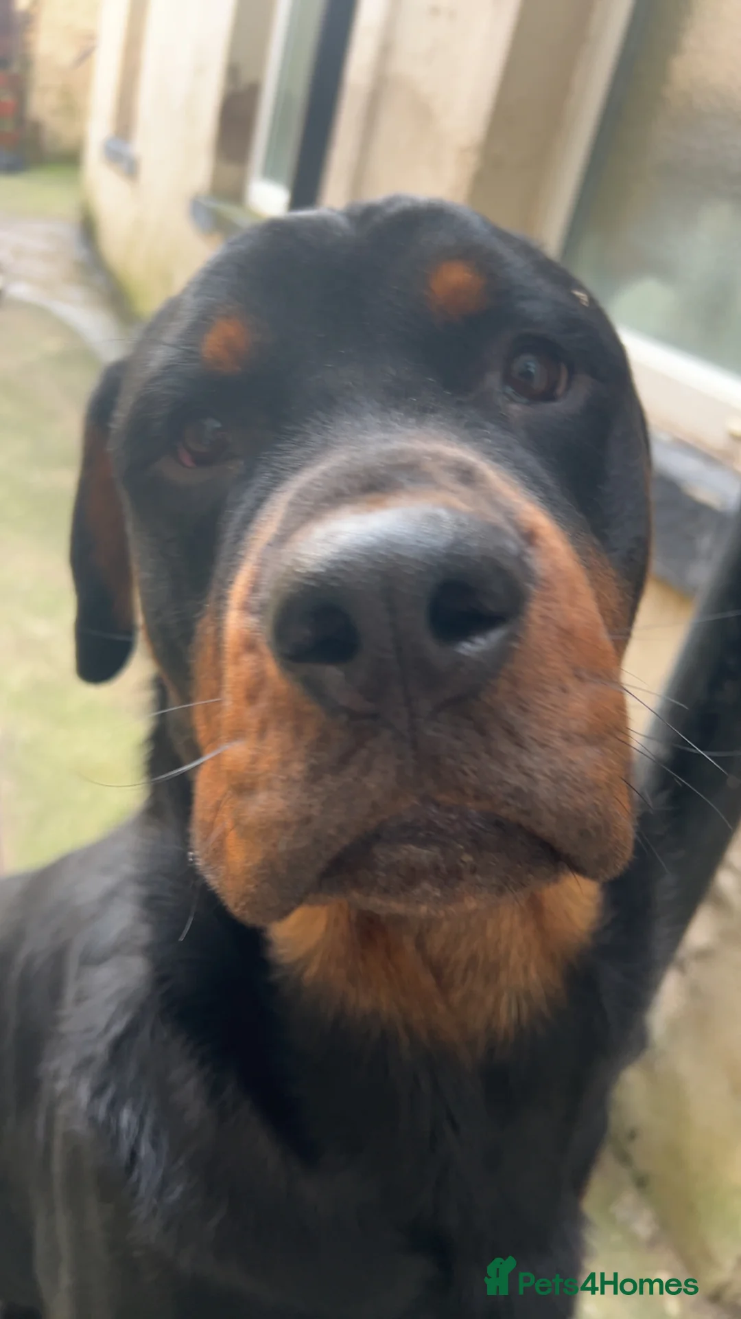 Rottweiler dogs for adoption: Kakarot - Advert 4
