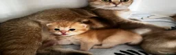 Scottish Fold cats for sale: Sweet, Playful & Cuddly Kittens Ready to Go Soon! in New Malden - Advert 10