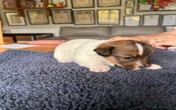 Jack Russell dogs for sale: Pedigree Jack Russell Terriers - Image 15