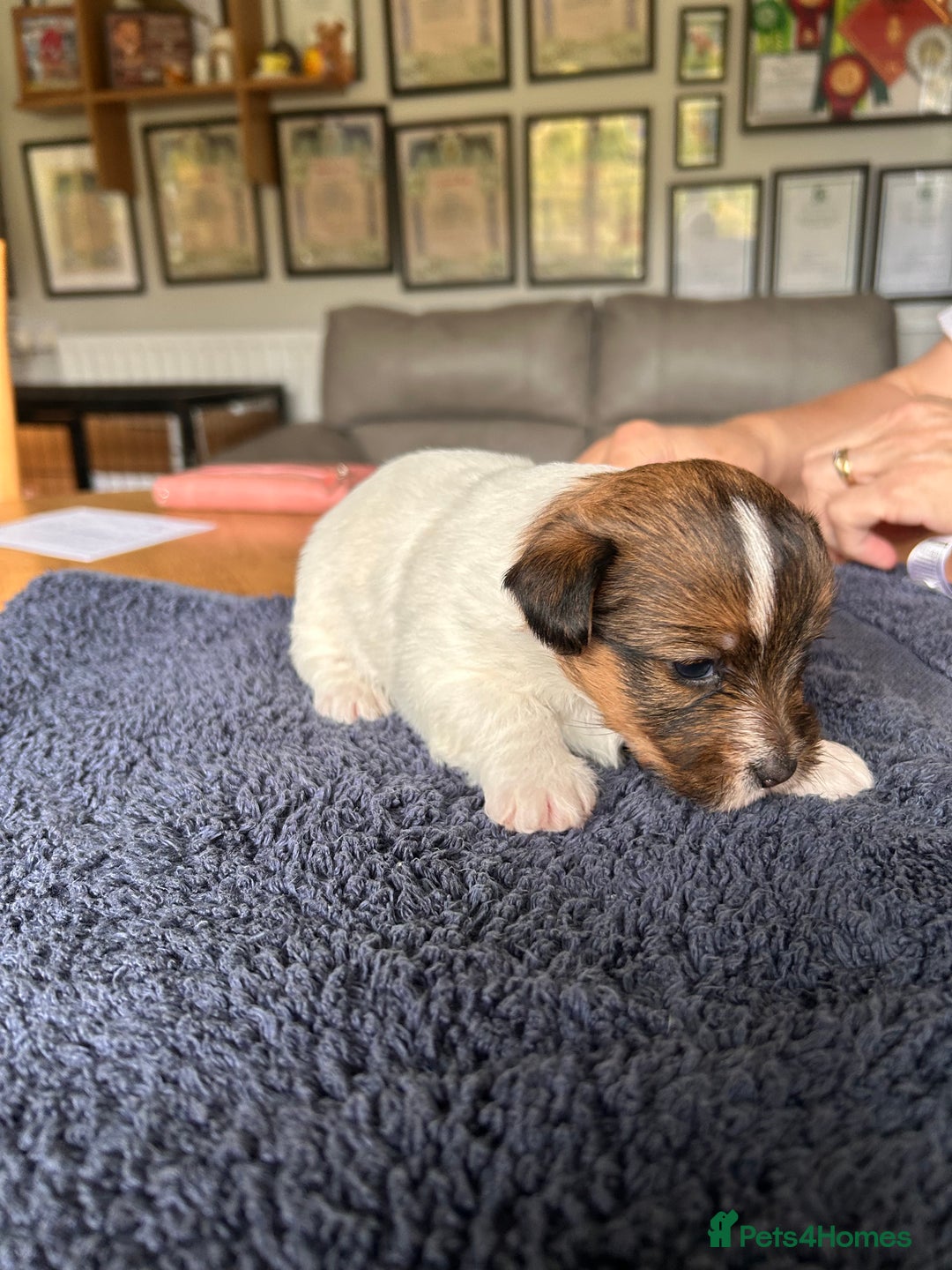 Jack Russell dogs for sale: Pedigree Jack Russell Terriers - Image 15