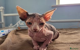 Sphynx cats for sale: 🩷 Sphynx Kitten – Female   - Image 7