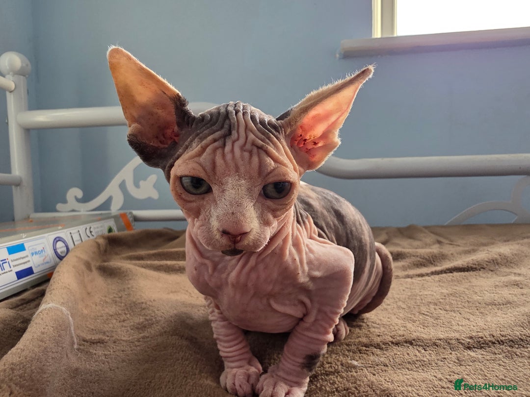 Sphynx cats for sale: 🩷 Sphynx Kitten – Female   - Image 7