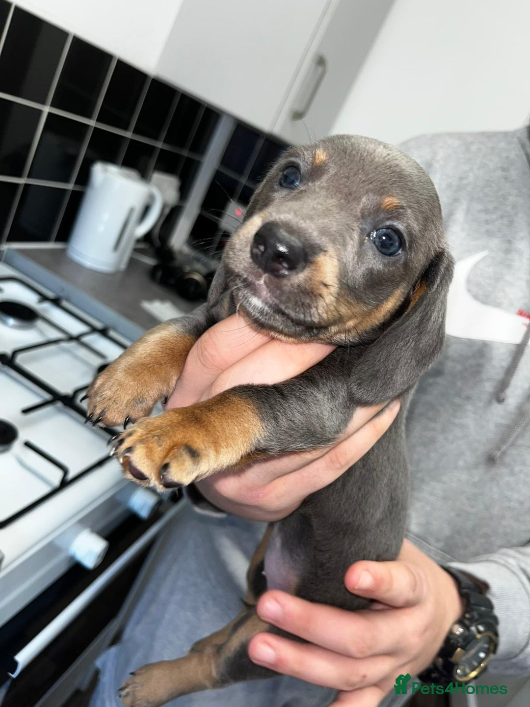 Miniature Dachshund dogs for sale: Adorable Miniature Dachshund Puppies  - Image 8