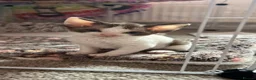 Devon Rex cats for sale: Beautiful Loving Girl Kittens Gorgeous & Cuddly 🌸 - Advert 6