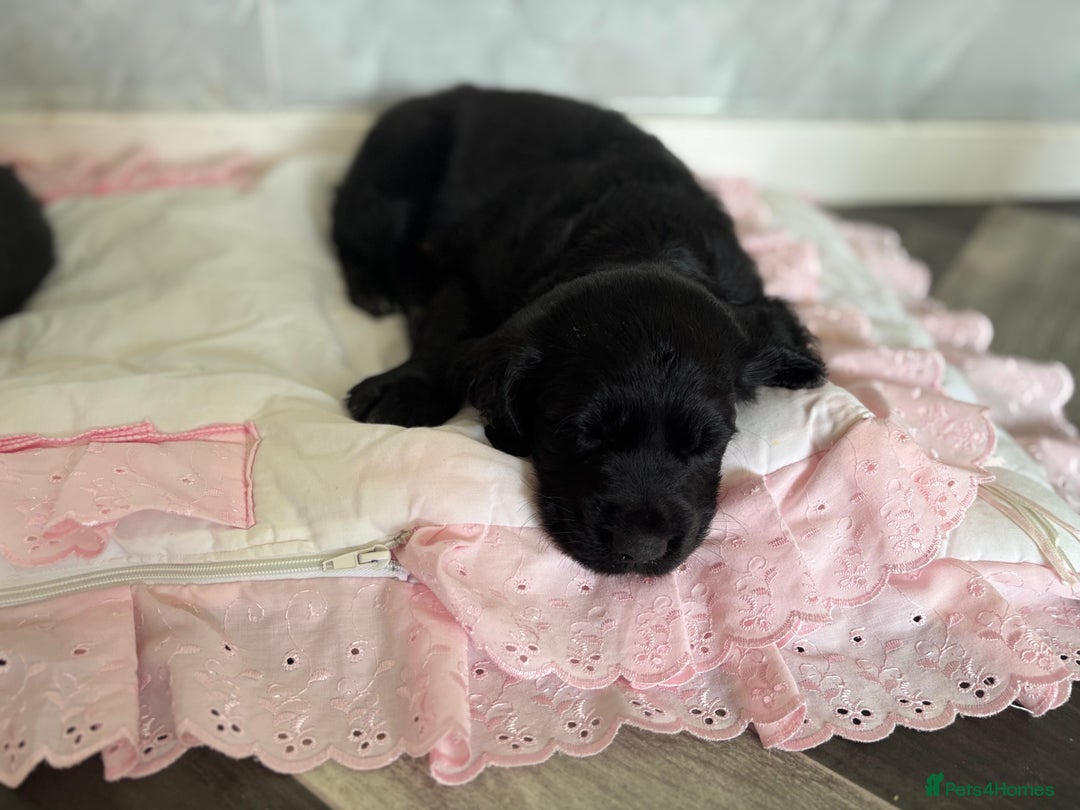 Cockerdor dogs for sale: 3 beautiful cockerador baby’s  - Image 7