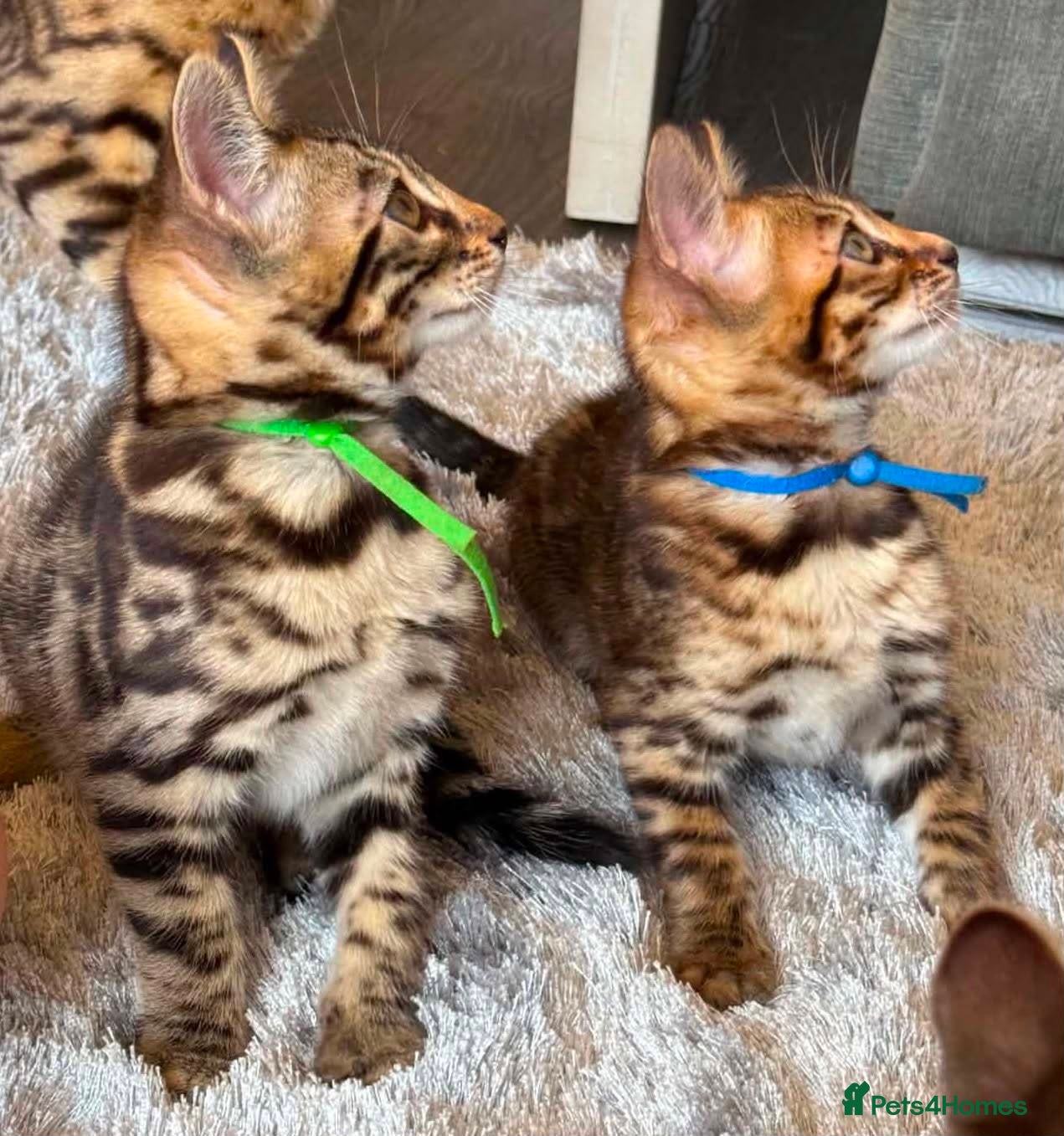 Bengal cats for sale: TICA Rare Snow & Charcoal carrying Bengal kittens! - Advert 15