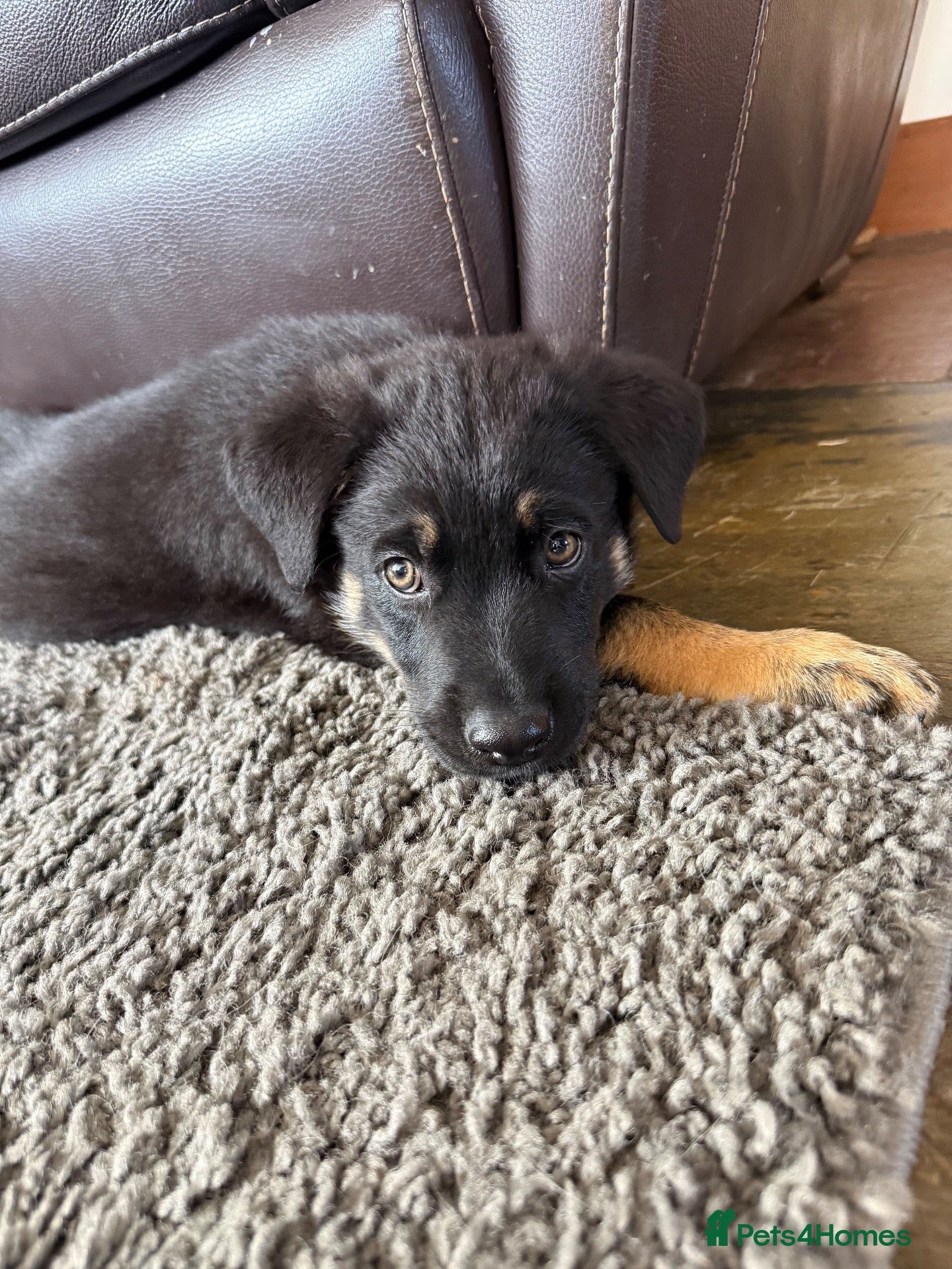 Mixed Breed dogs Adorable Rottweiler cross German shepherd puppies - Advert 1