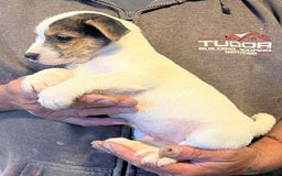 Jack Russell dogs for sale: 2 short legged male pups  - Image 1