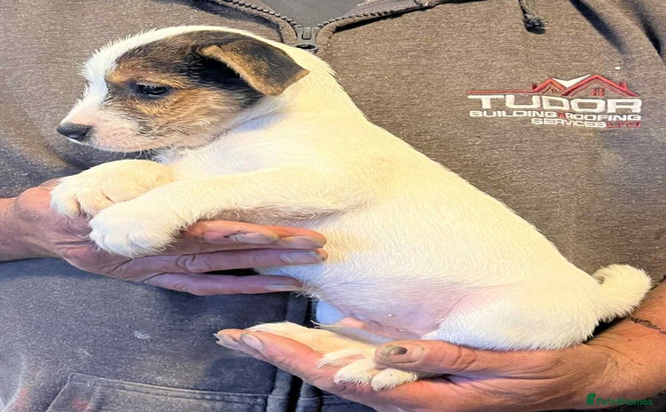 Jack Russell dogs - Advert 1