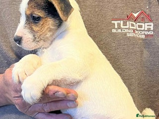 Jack Russell dogs - Advert 7