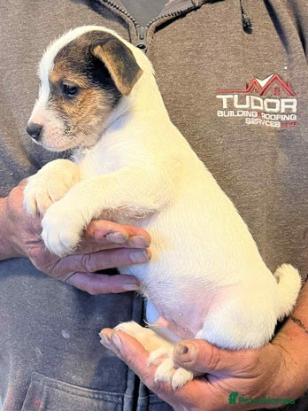 Jack Russell dogs - Advert 1