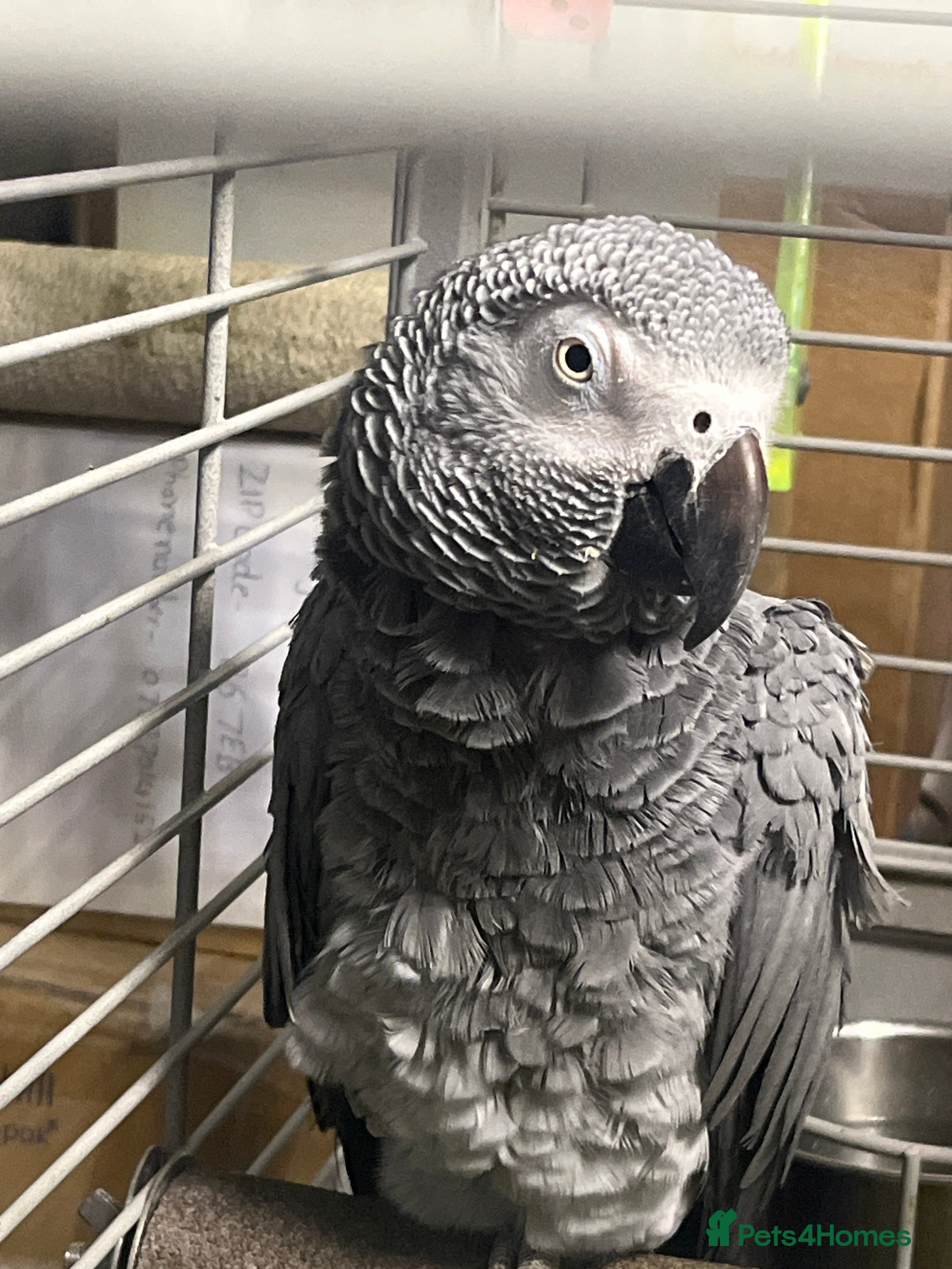 Parrots birds African grey - Advert 1