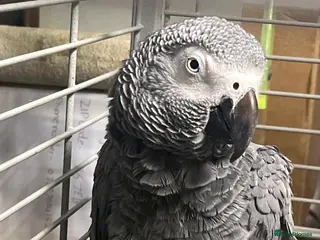 Parrots birds African grey - Advert 1