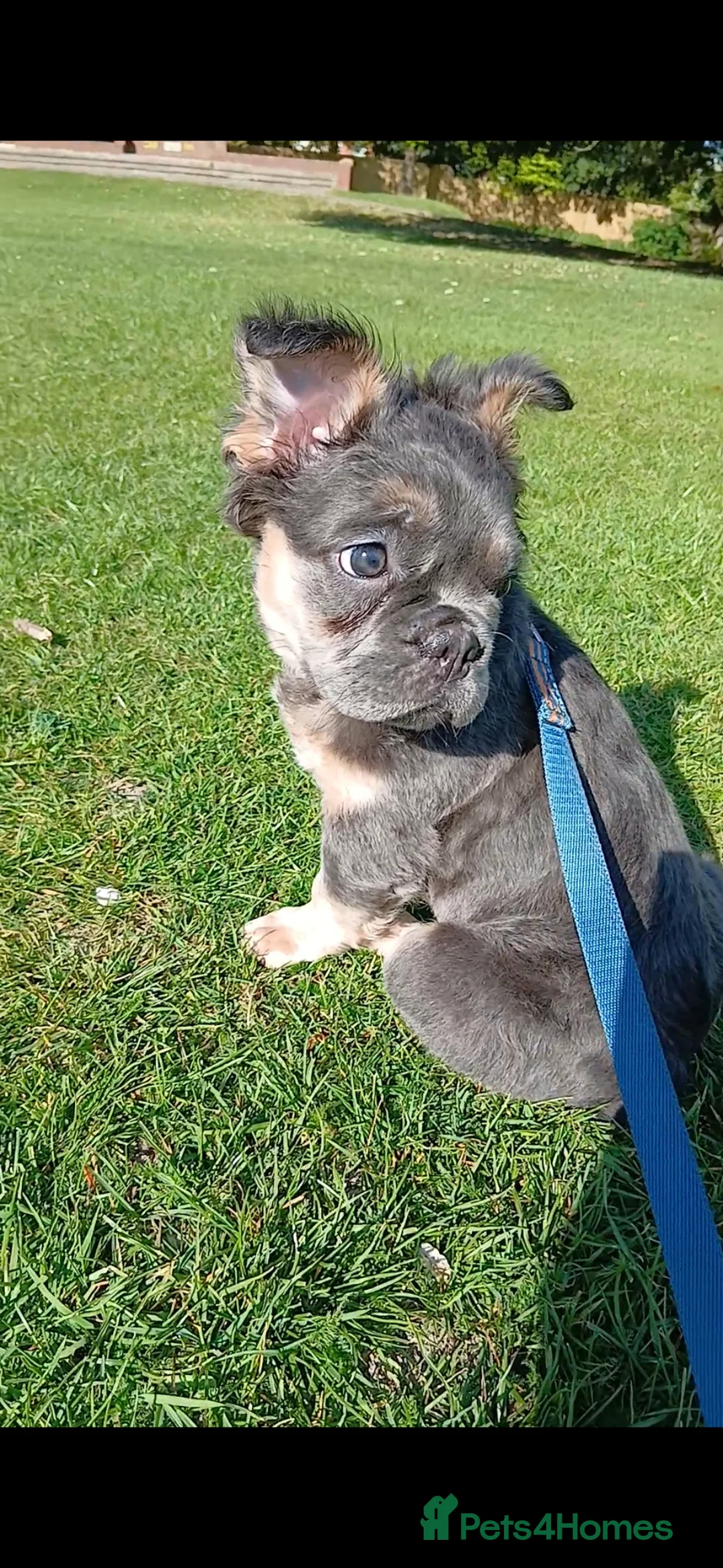 French Bulldog dogs for sale: Fluffy French Bulldog  in Royston - Advert 2