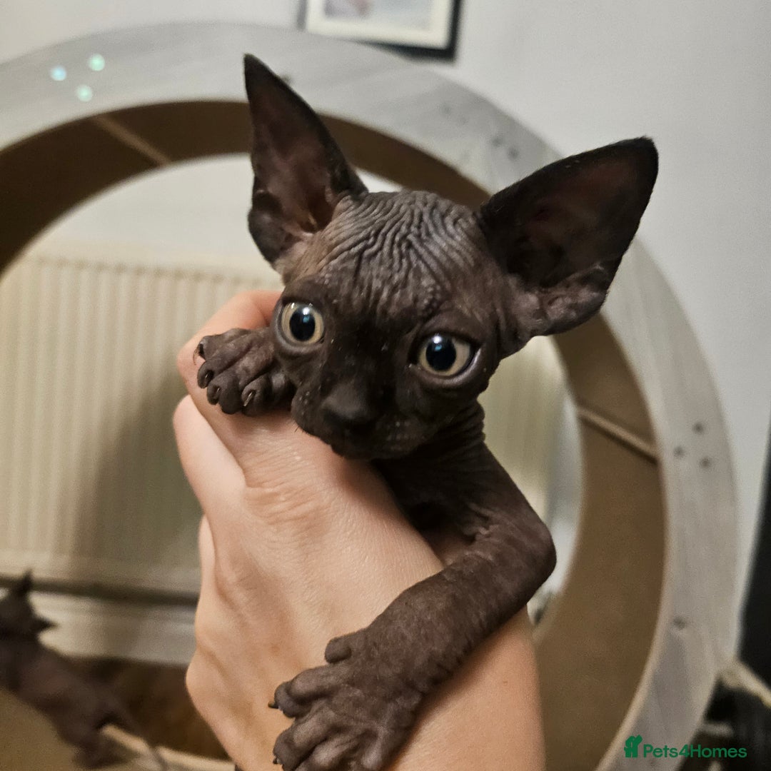 Sphynx cats for sale: Sphynx kittens  - Image 6