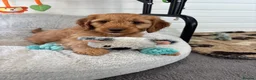 Cockapoo dogs for sale: *Hereditary clear Cockapoo Puppies 💜🐶* - Advert 10