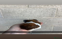 Guinea Pig rodents for sale: Lovely guinea pigs looking for their new homes!  - Image 12