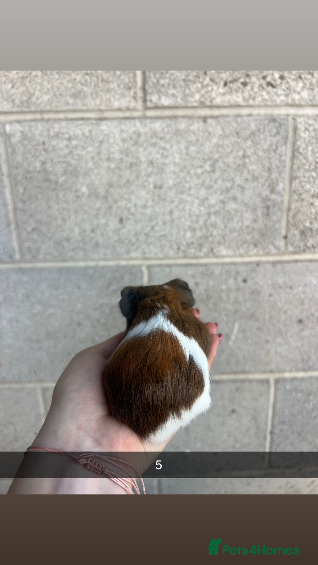 Guinea Pig rodents for sale: Lovely guinea pigs looking for their new homes!  - Image 12