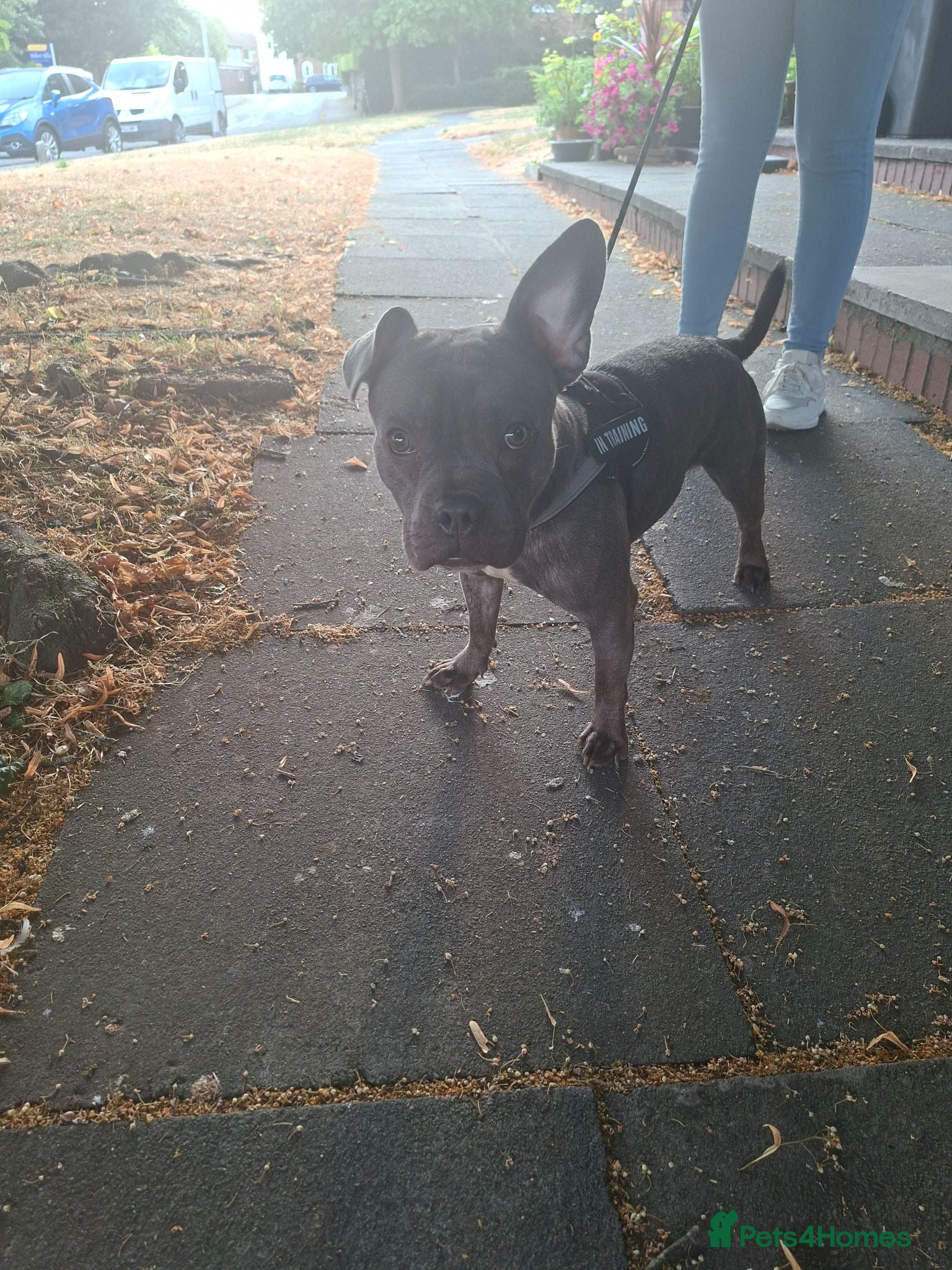 Mixed Breed dogs Staffy x French Bulldog  - Advert 5